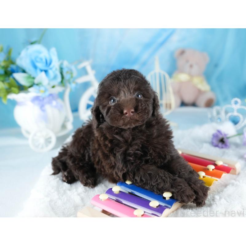 販売中の茨城県のトイプードル-441018の6枚目