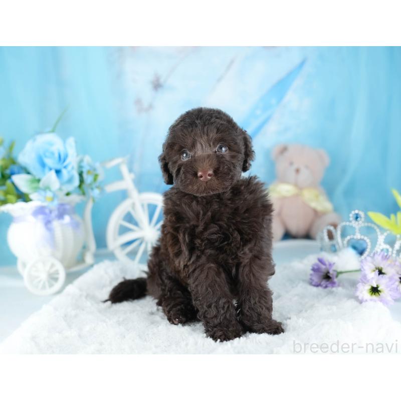 販売中の茨城県のトイプードル-441018の5枚目