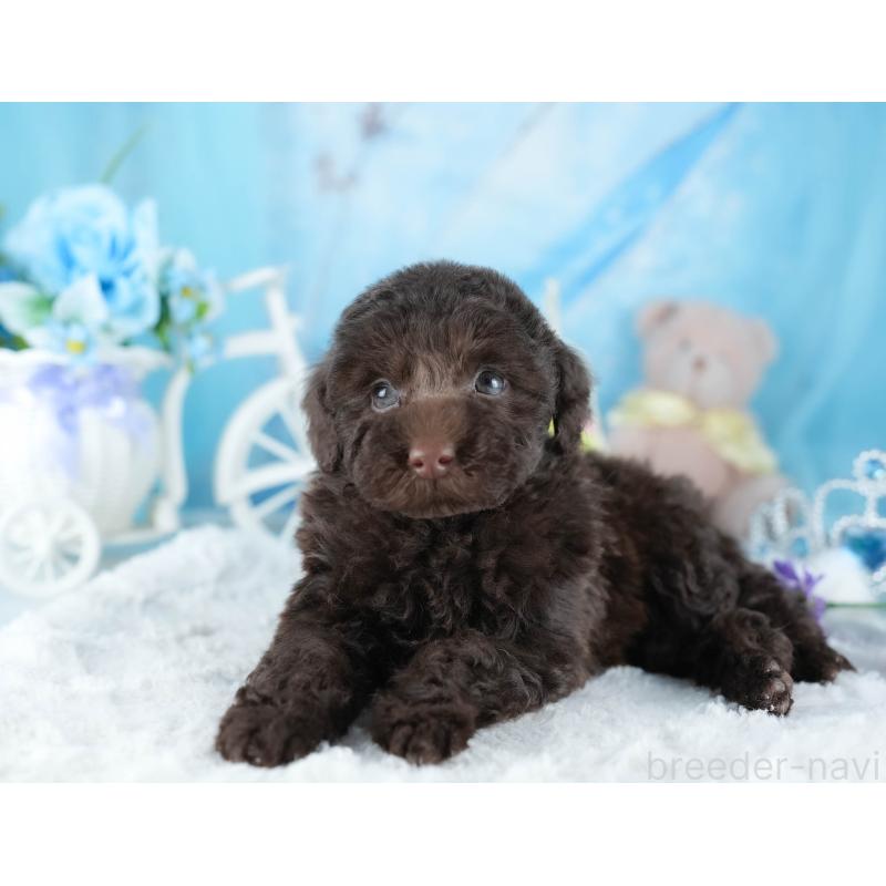 販売中の茨城県のトイプードル-441018の4枚目