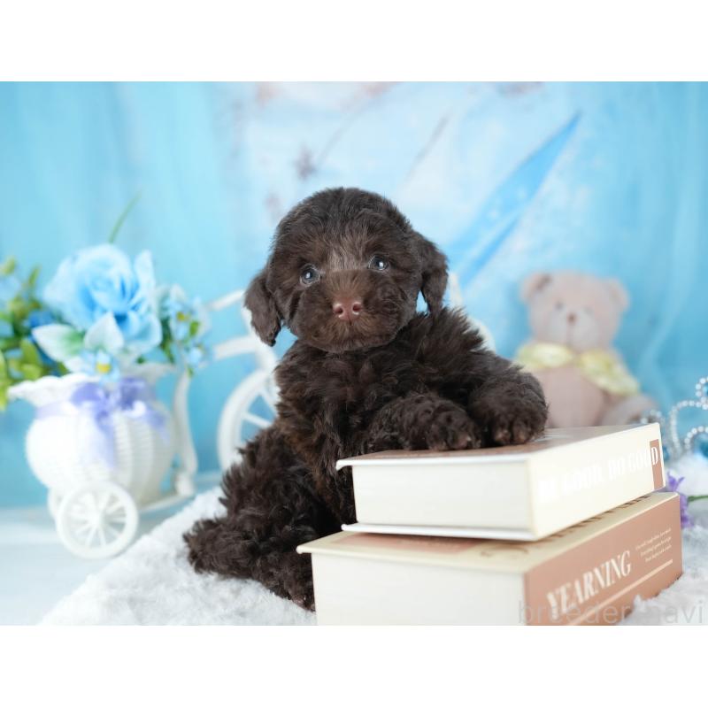 販売中の茨城県のトイプードル-441018の3枚目