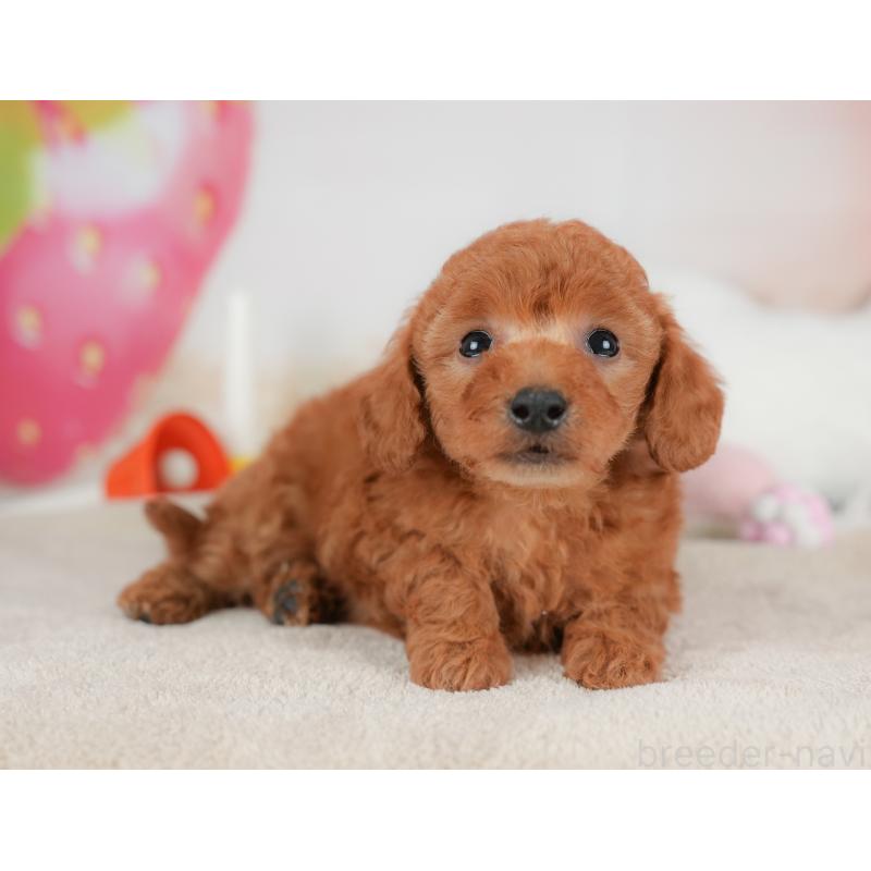 販売中の栃木県のトイプードル-441212の7枚目