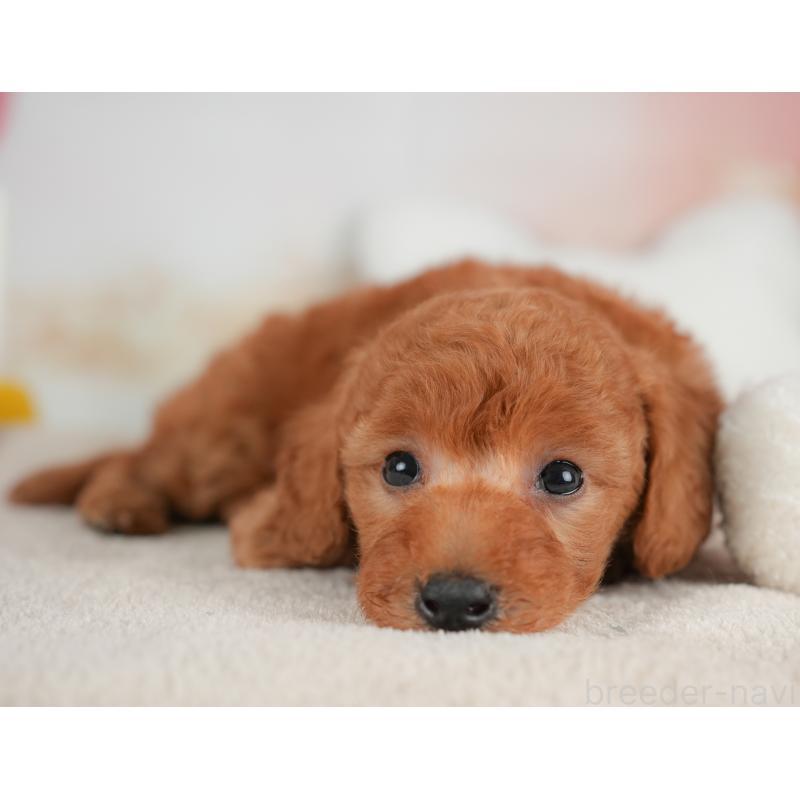 販売中の栃木県のトイプードル-441212の5枚目