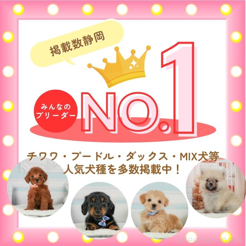 販売中の静岡県のトイプードル-440993の19枚目
