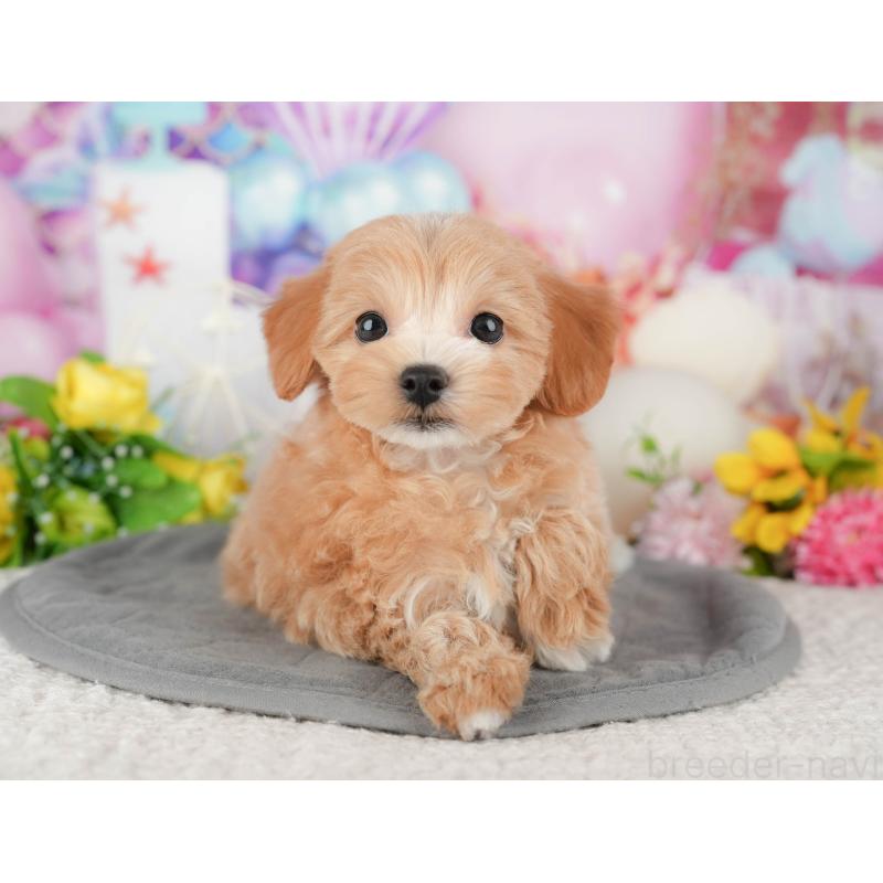 販売中の千葉県のマルプー:マルチーズ×トイプードル-441785の1枚目