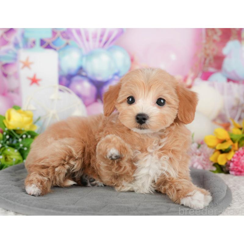 販売中の千葉県のマルプー:マルチーズ×トイプードル-441785の11枚目