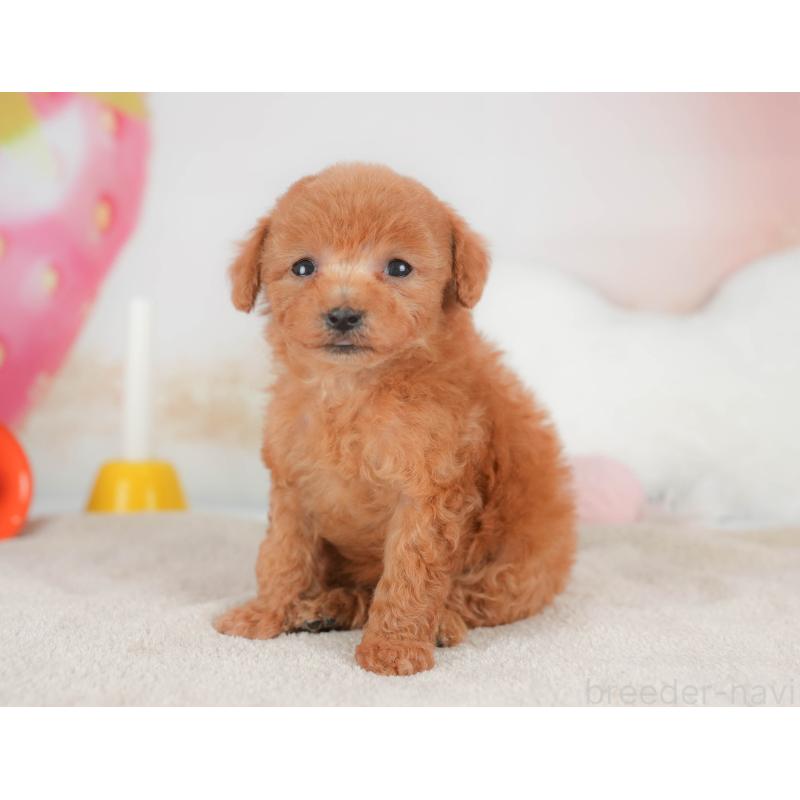 販売中の栃木県のトイプードル-441210の1枚目