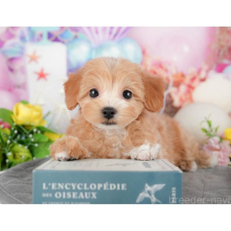 販売中の千葉県のマルプー:マルチーズ×トイプードル-441785の10枚目