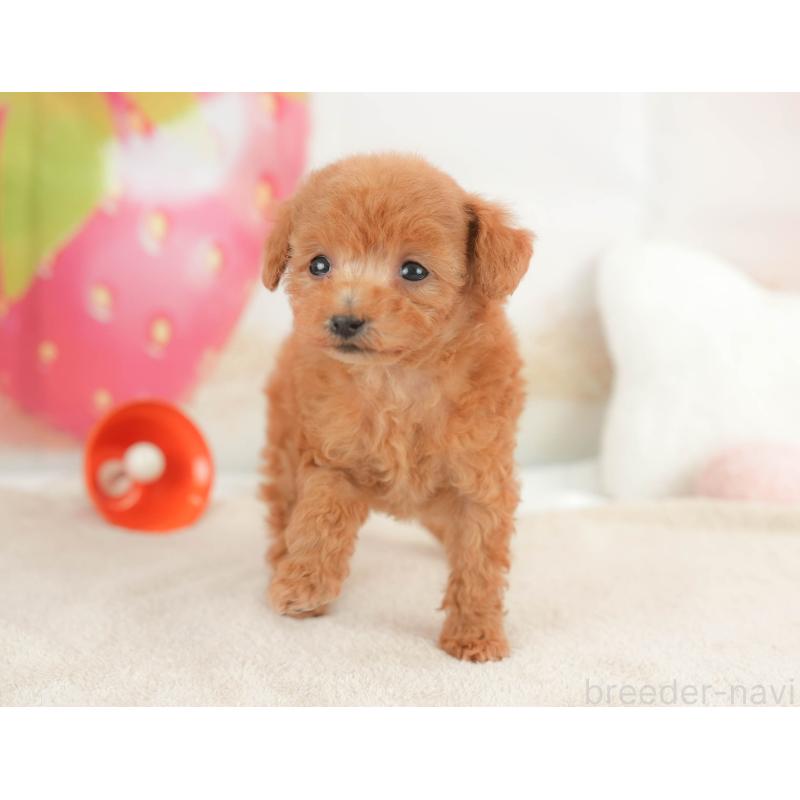 販売中の栃木県のトイプードル-441210の11枚目