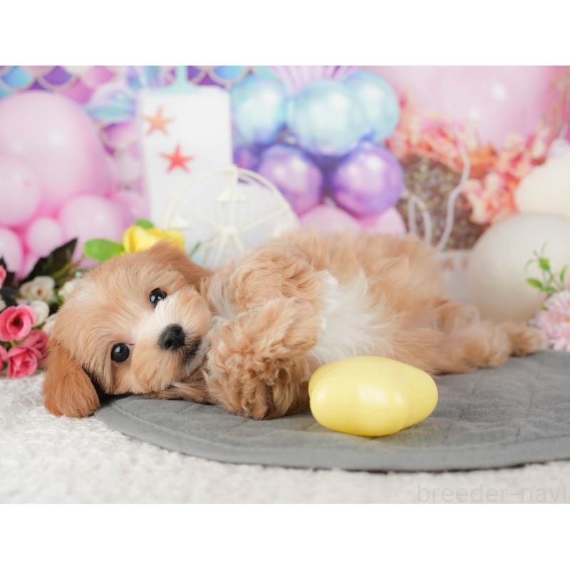 販売中の千葉県のマルプー:マルチーズ×トイプードル-441785の9枚目