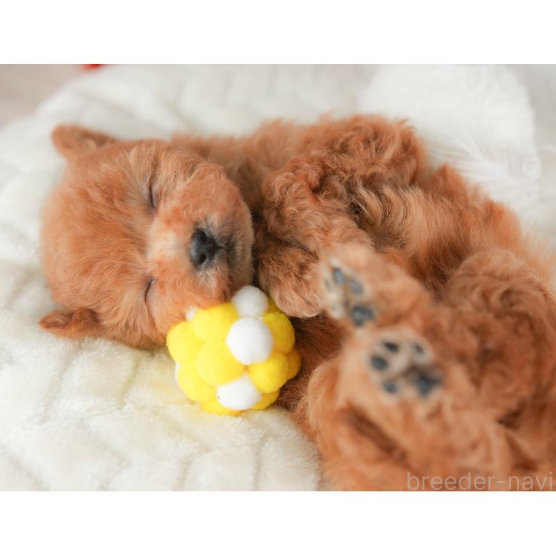 販売中の栃木県のトイプードル-441210の10枚目