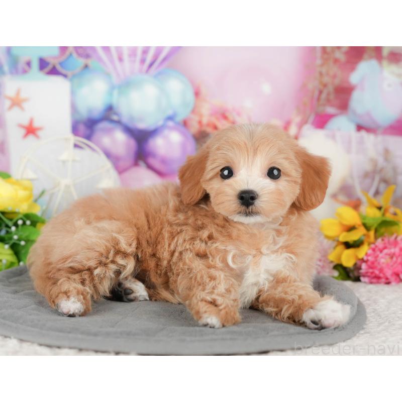 販売中の千葉県のマルプー:マルチーズ×トイプードル-441785の8枚目