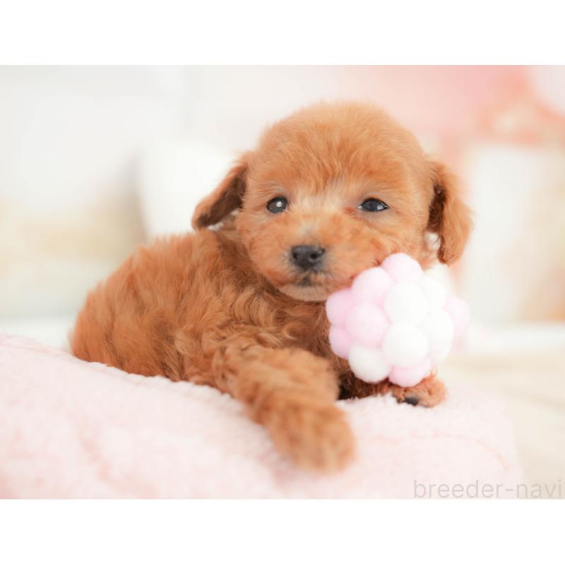 販売中の栃木県のトイプードル-441210の9枚目