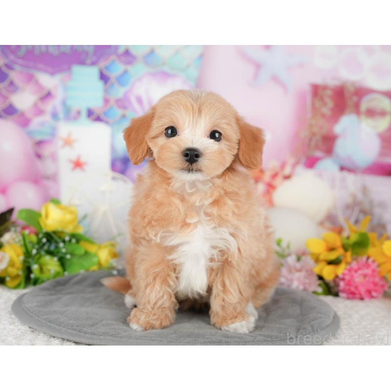 販売中の千葉県のマルプー:マルチーズ×トイプードル-441785の7枚目