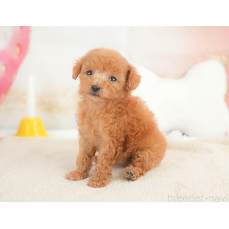 販売中の栃木県のトイプードル-441210の8枚目