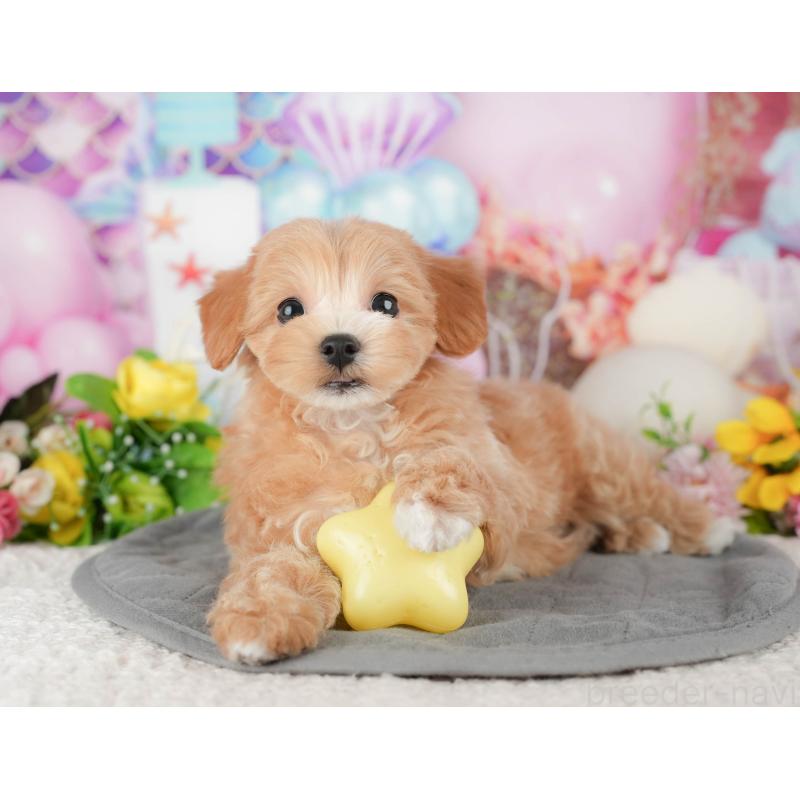 販売中の千葉県のマルプー:マルチーズ×トイプードル-441785の6枚目