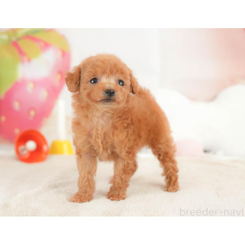 販売中の栃木県のトイプードル-441210の7枚目