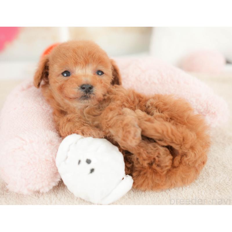 販売中の栃木県のトイプードル-441210の6枚目