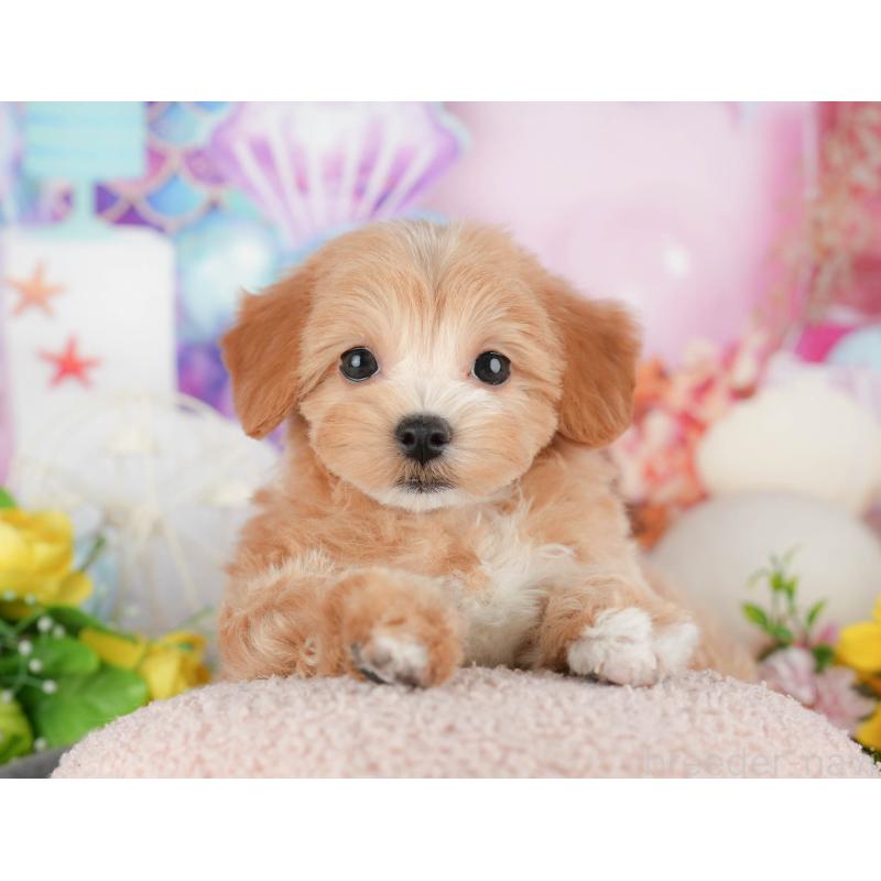 販売中の千葉県のマルプー:マルチーズ×トイプードル-441785の5枚目