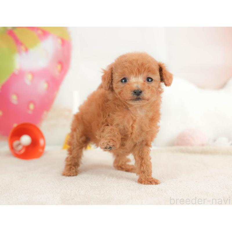 販売中の栃木県のトイプードル-441210の5枚目