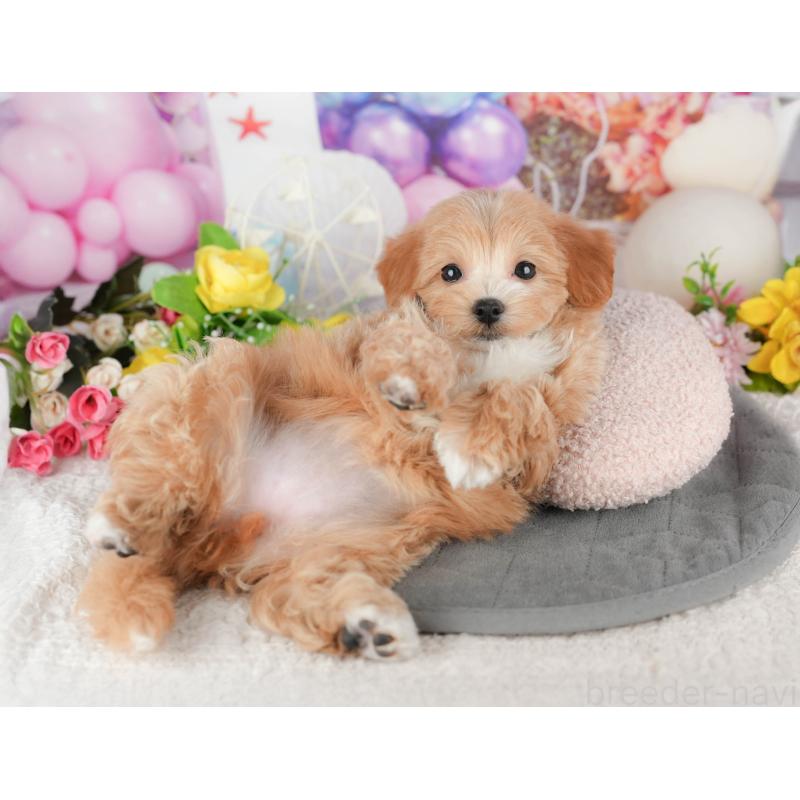 販売中の千葉県のマルプー:マルチーズ×トイプードル-441785の4枚目