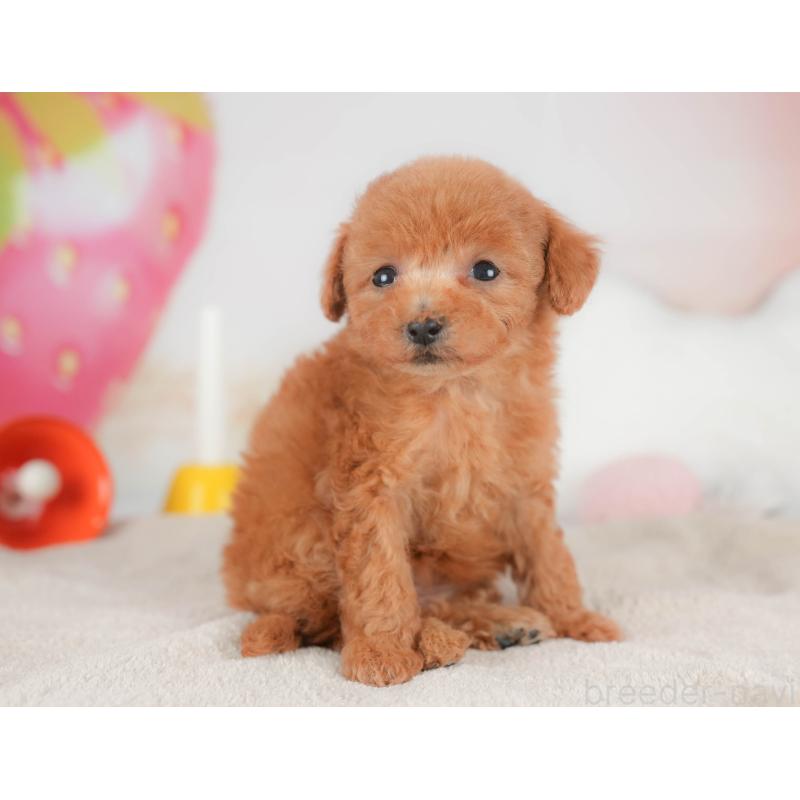 販売中の栃木県のトイプードル-441210の4枚目