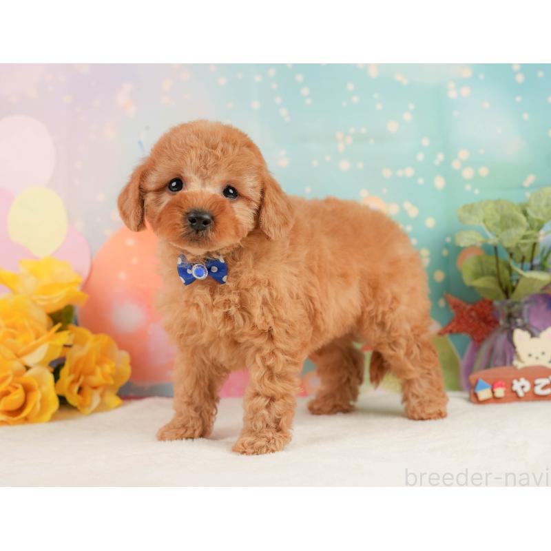 販売中の静岡県のトイプードル-440993の10枚目