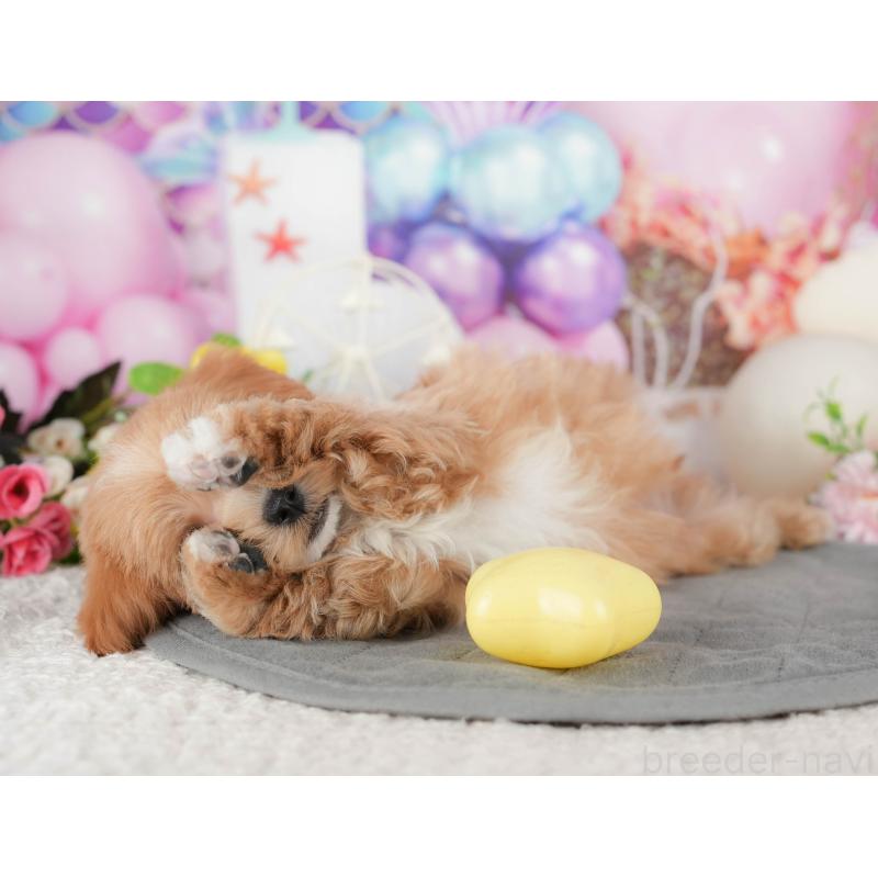 販売中の千葉県のマルプー:マルチーズ×トイプードル-441785の3枚目