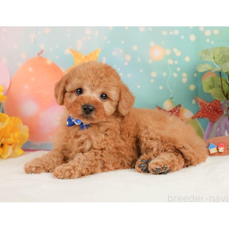 販売中の静岡県のトイプードル-440993の9枚目