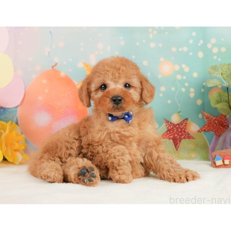 販売中の静岡県のトイプードル-440993の8枚目