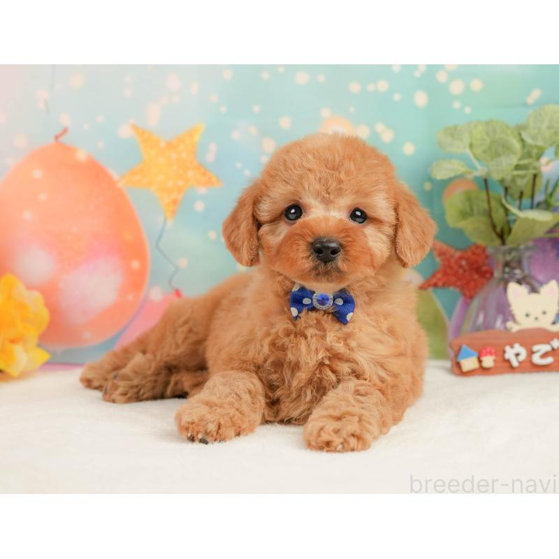 販売中の静岡県のトイプードル-440993の7枚目