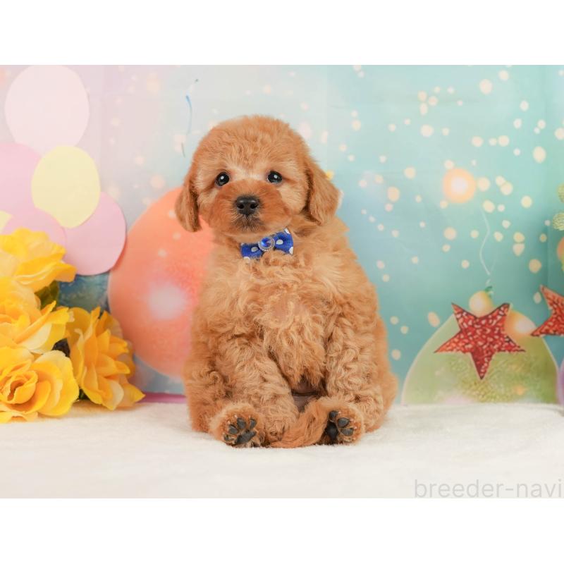 販売中の静岡県のトイプードル-440993の6枚目