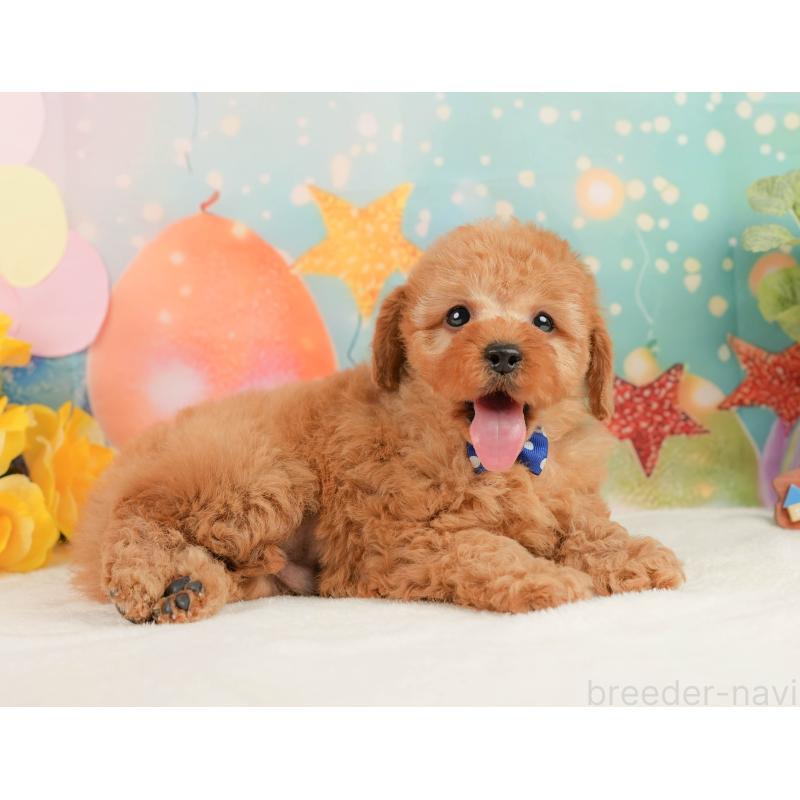 販売中の静岡県のトイプードル-440993の5枚目