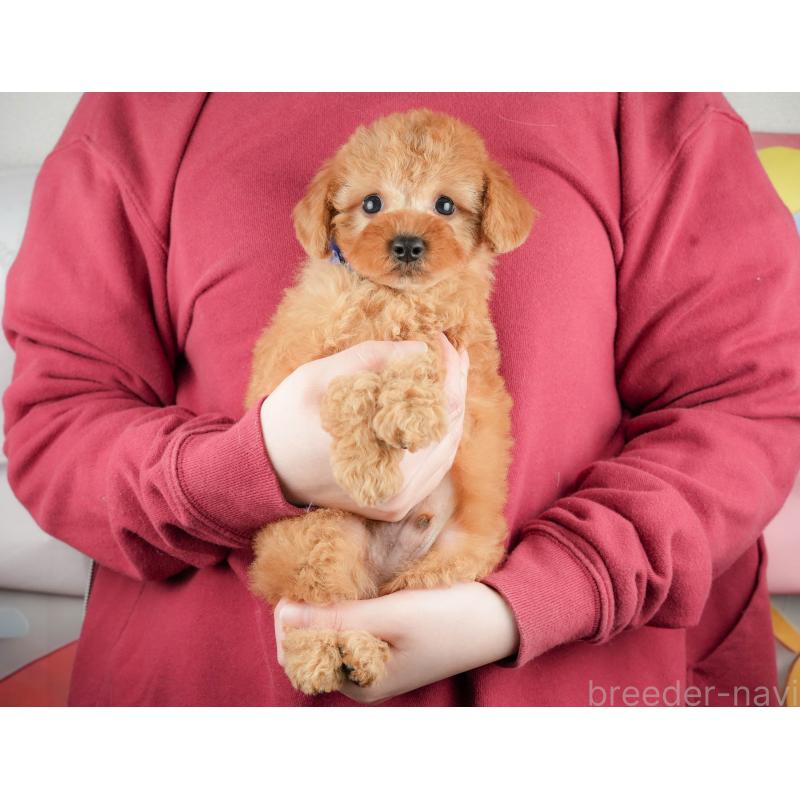 販売中の静岡県のトイプードル-440993の4枚目