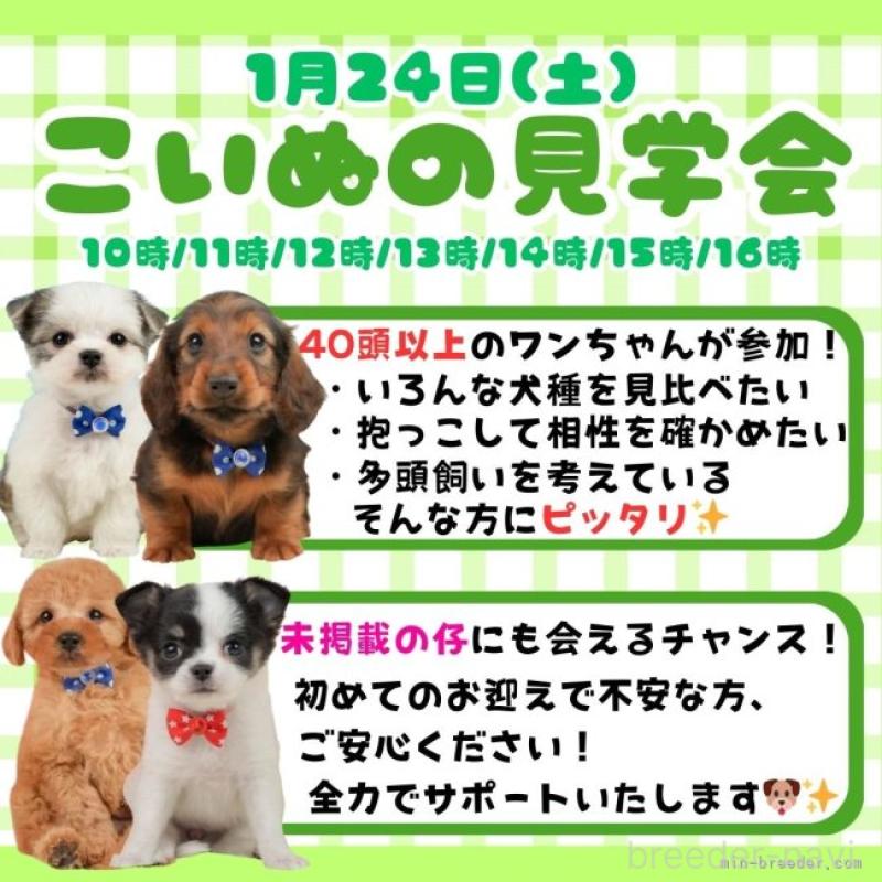 販売中の静岡県のトイプードル-440994の17枚目