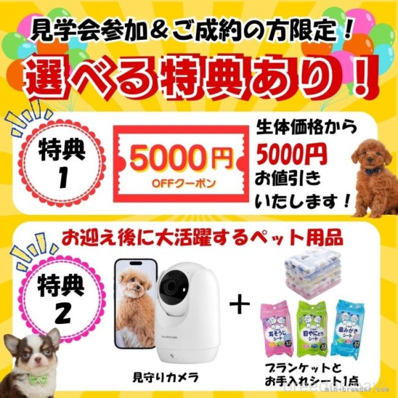 販売中の静岡県のトイプードル-440994の16枚目