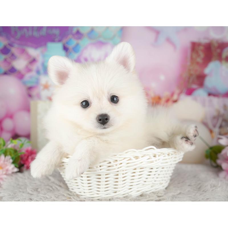 販売中の千葉県のポメラニアン-441805の11枚目