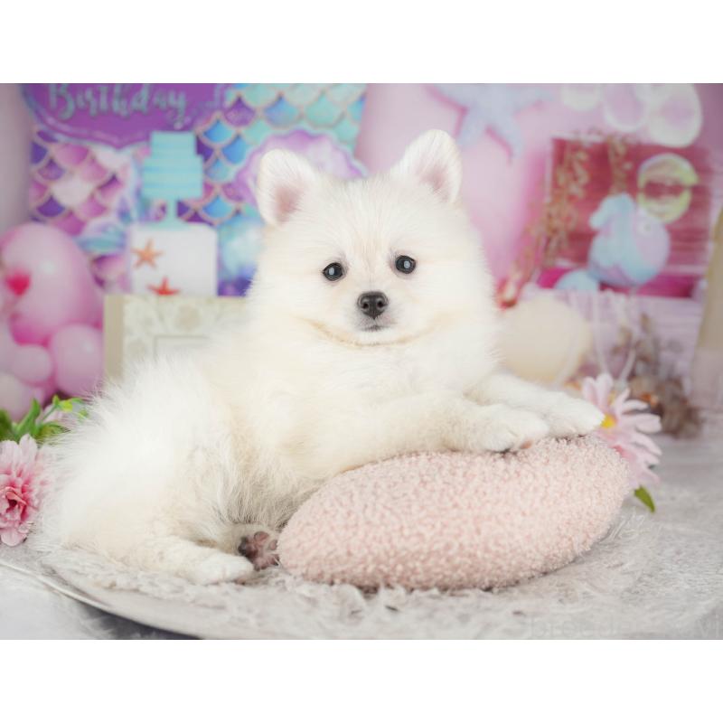 販売中の千葉県のポメラニアン-441805の10枚目