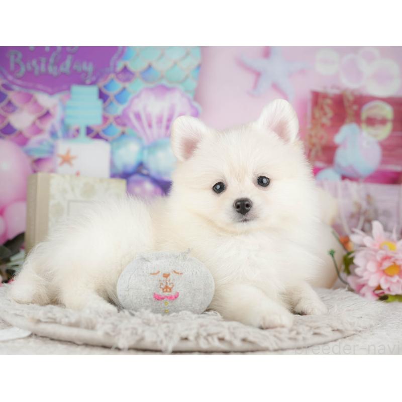 販売中の千葉県のポメラニアン-441805の9枚目