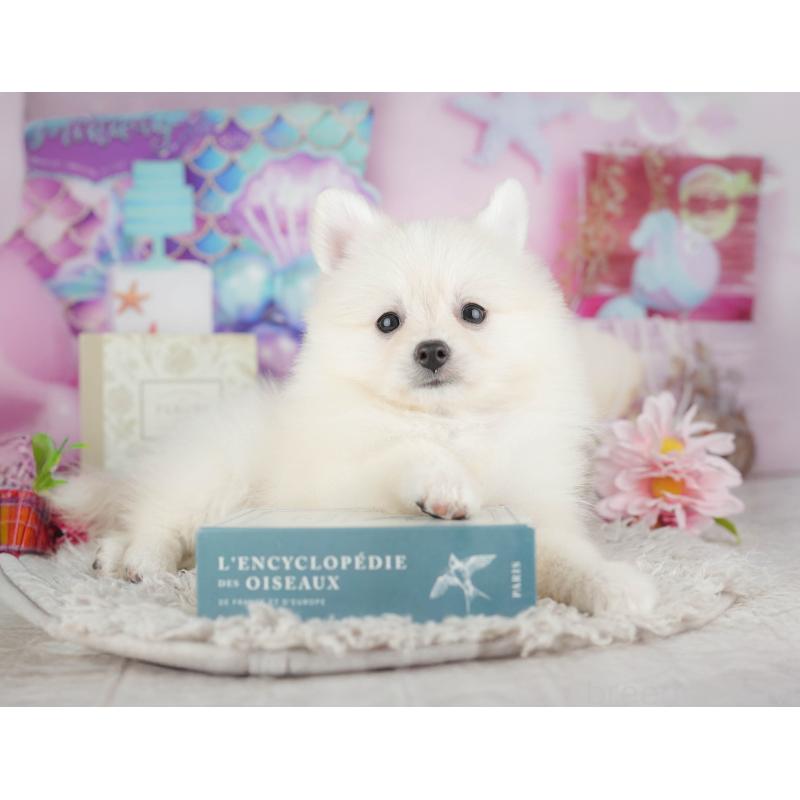 販売中の千葉県のポメラニアン-441805の8枚目