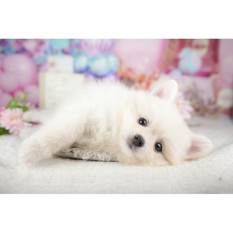 販売中の千葉県のポメラニアン-441805の7枚目