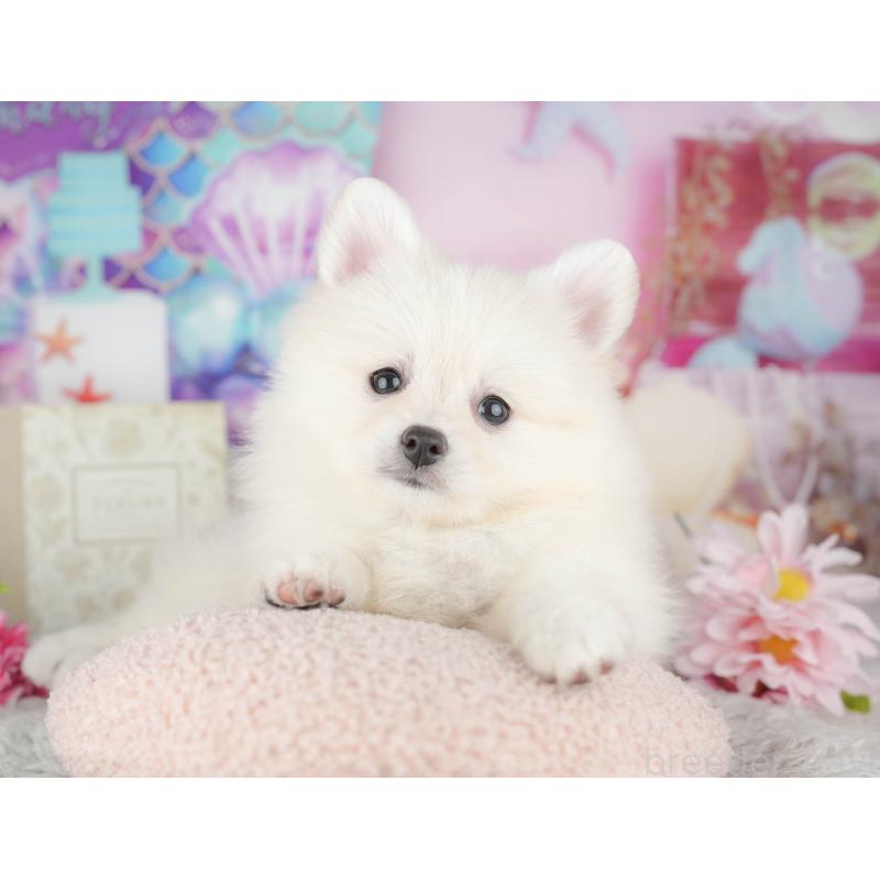 販売中の千葉県のポメラニアン-441805の6枚目