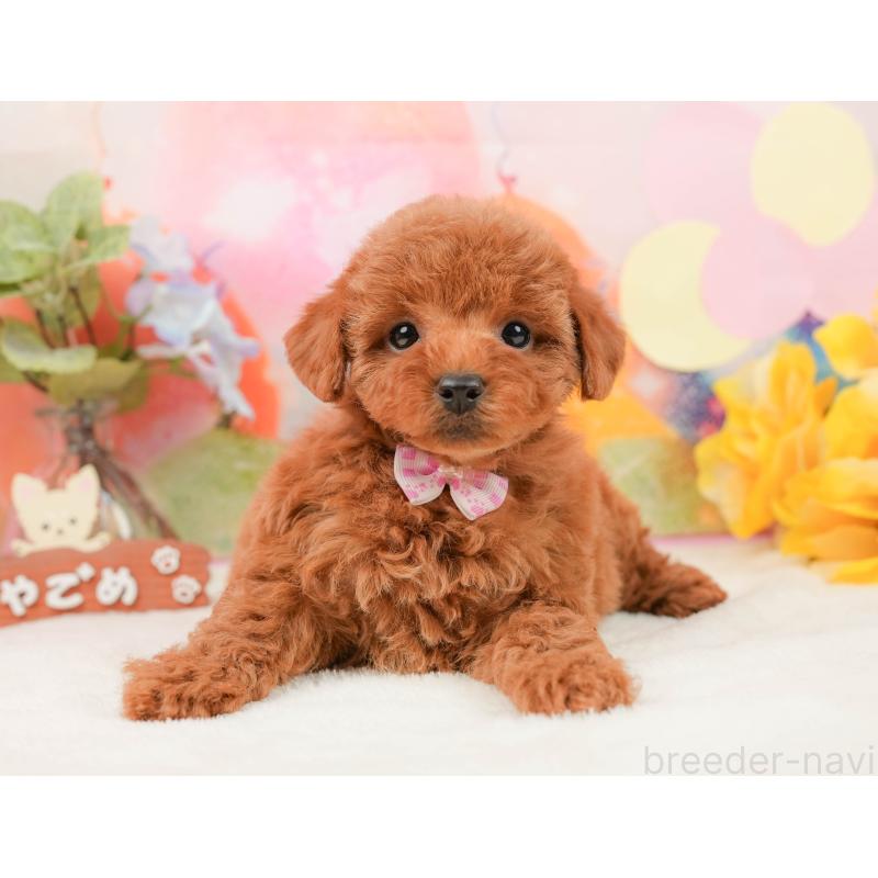 販売中の静岡県のトイプードル-440994の10枚目