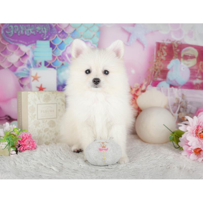 販売中の千葉県のポメラニアン-441805の5枚目