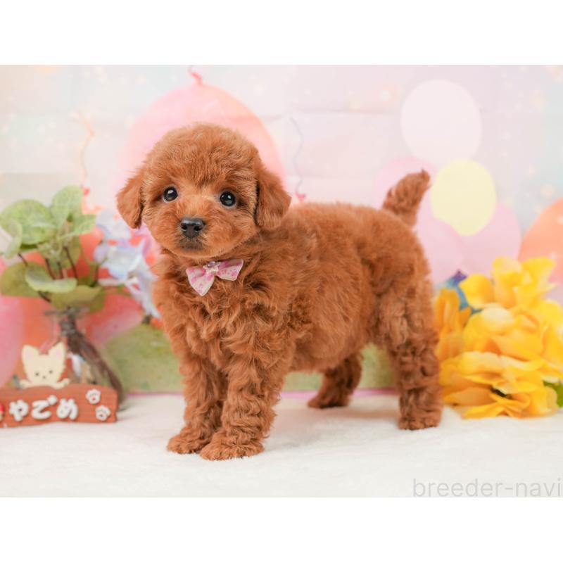 販売中の静岡県のトイプードル-440994の9枚目