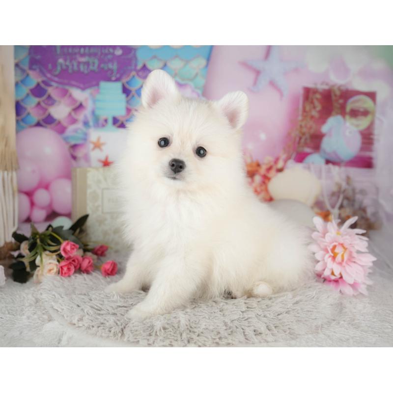 販売中の千葉県のポメラニアン-441805の4枚目