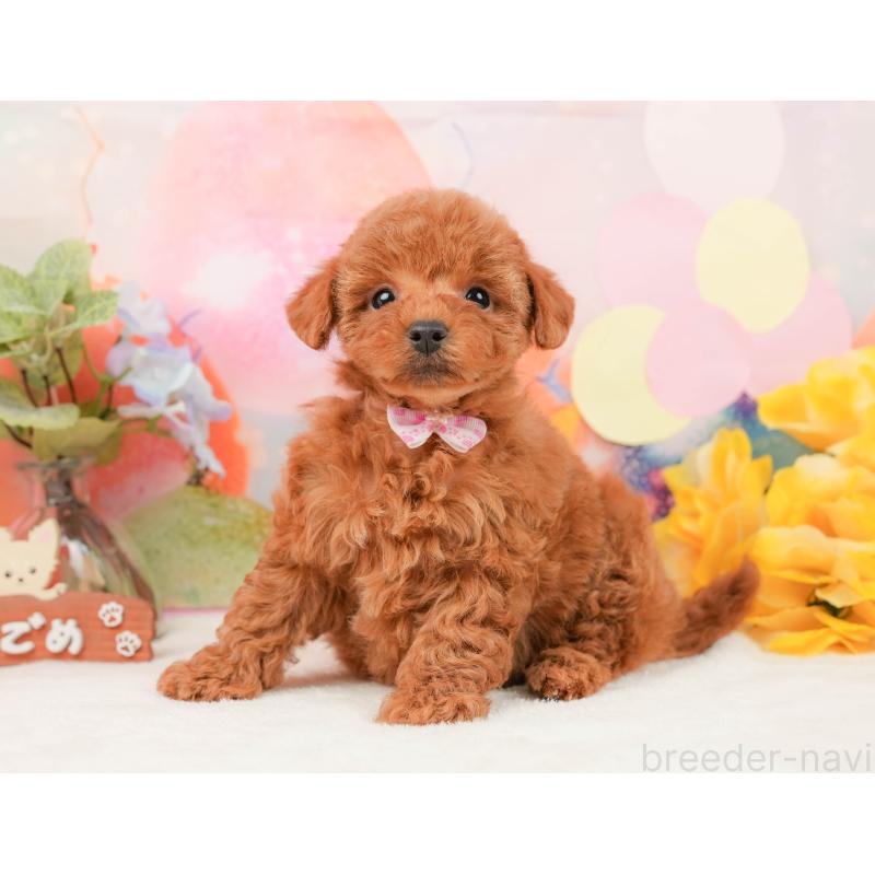 販売中の静岡県のトイプードル-440994の8枚目