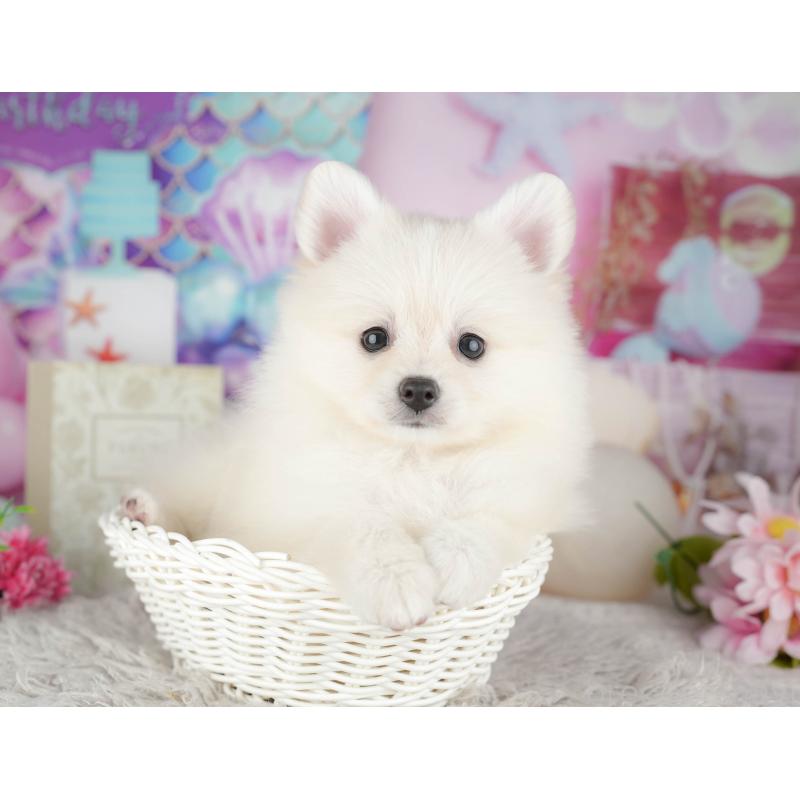 販売中の千葉県のポメラニアン-441805の3枚目