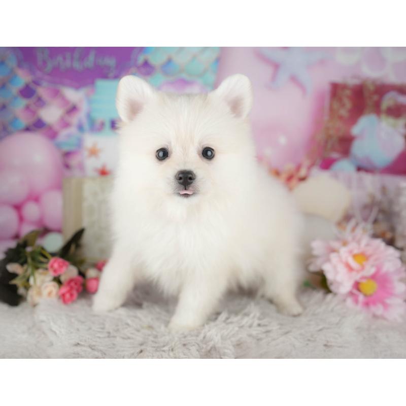 販売中の千葉県のポメラニアン-441805の2枚目