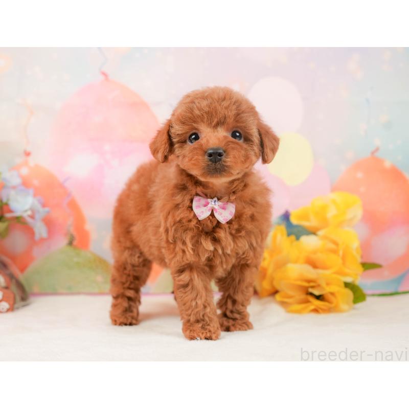 販売中の静岡県のトイプードル-440994の7枚目