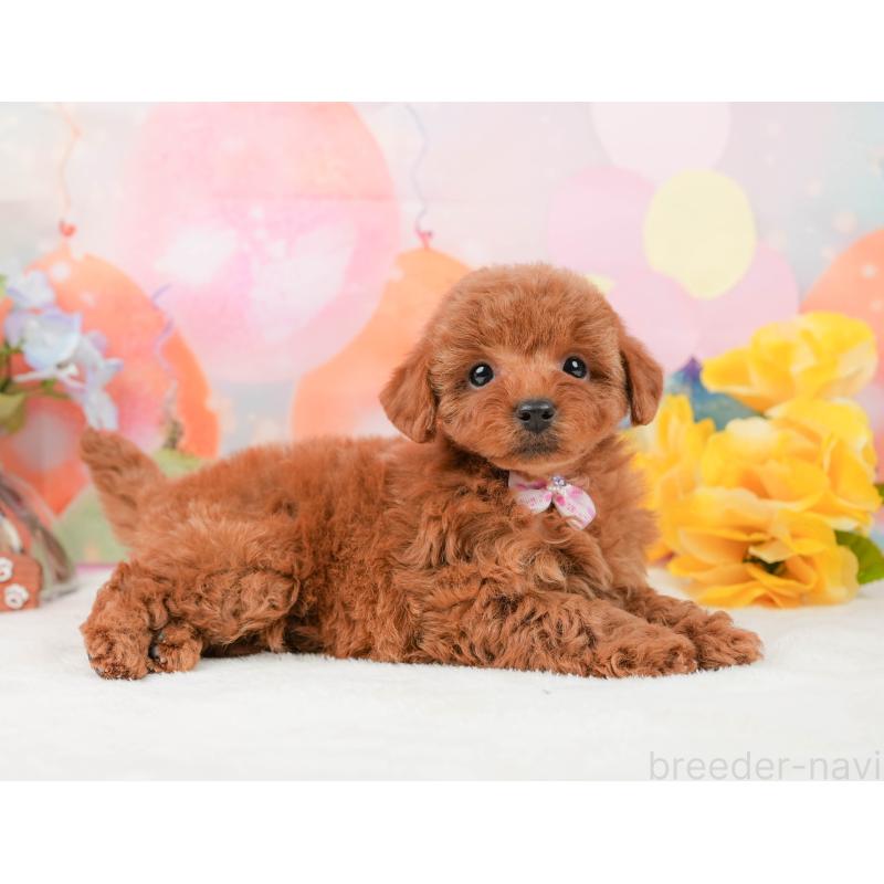 販売中の静岡県のトイプードル-440994の6枚目